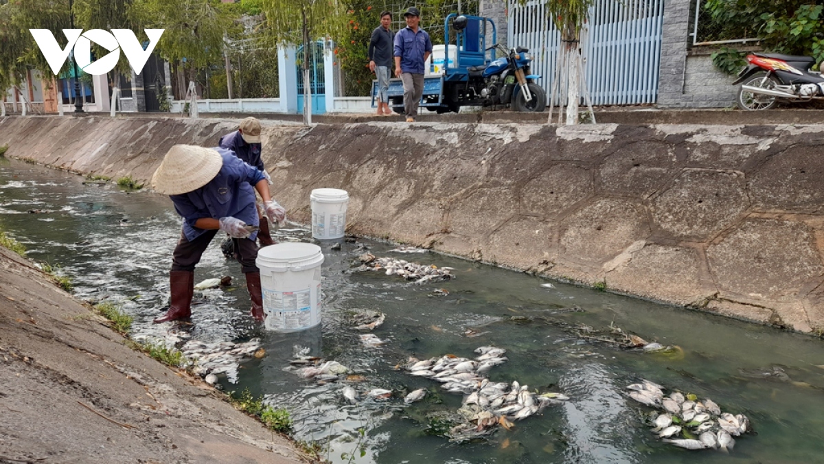 Cá chết nổi trắng kênh Bưng Cải ở Bình Dương